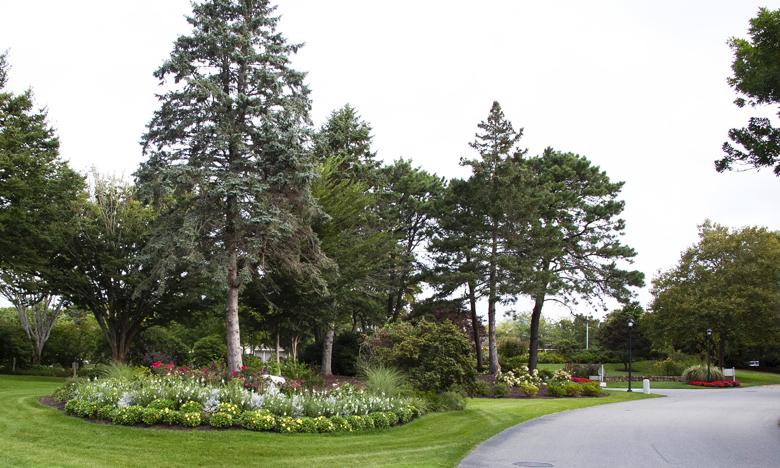 8 Willow Planter Tree